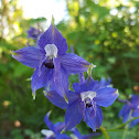 Larkspur Flower