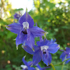 Larkspur Flower