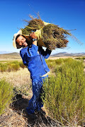 Farm worker Boy Witbooi carries a bale of freshly harvested Rooibos.