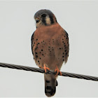 American kestrel