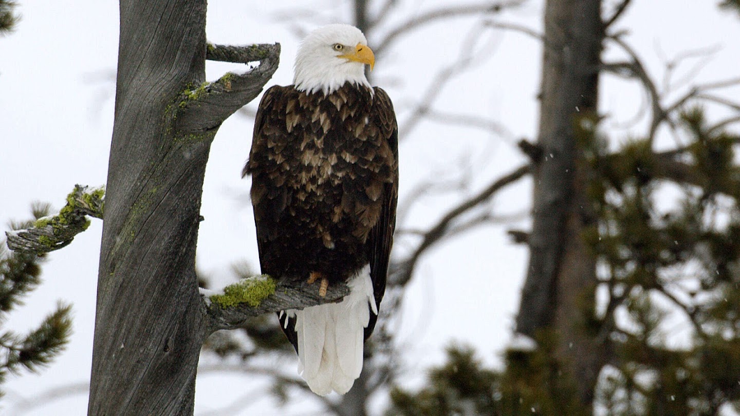 Watch Epic Yellowstone live