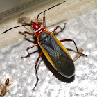 Cotton Stainer Bug