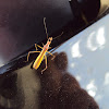 Assassin Bug