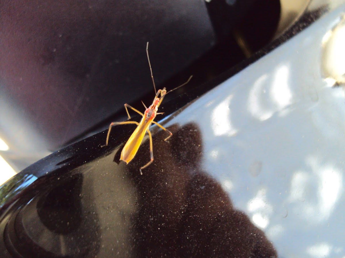 Assassin Bug