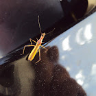 Assassin Bug