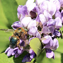 Eastern Carpenter Bee