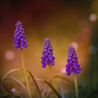 Il risveglio dei muscari di 