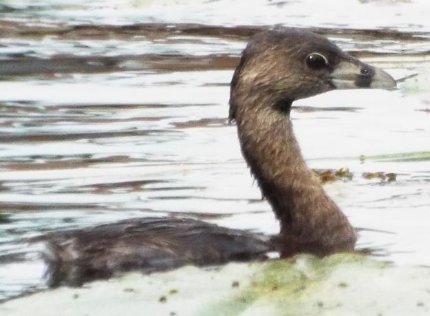 Pied-billed Grebe