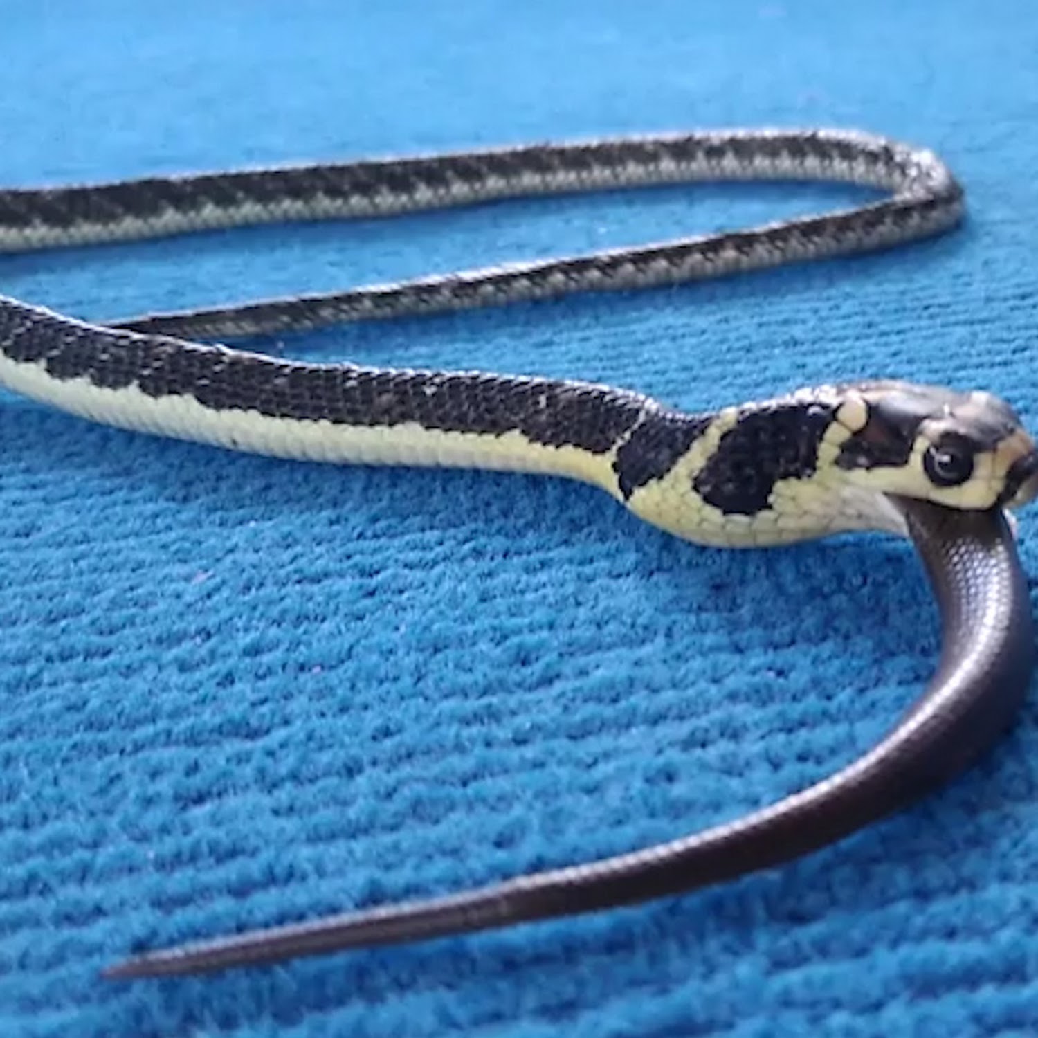 Cobra swallows entire snake in road 