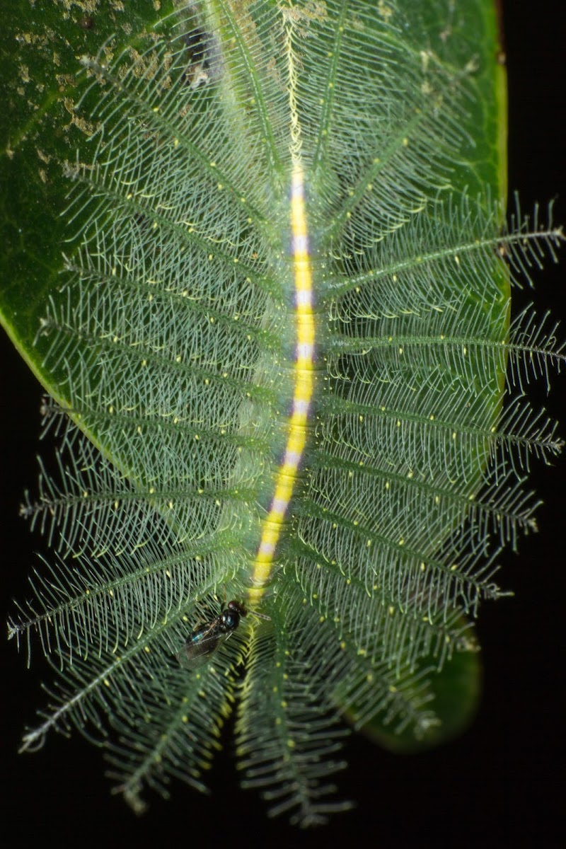 Baron butterfly caterpillar