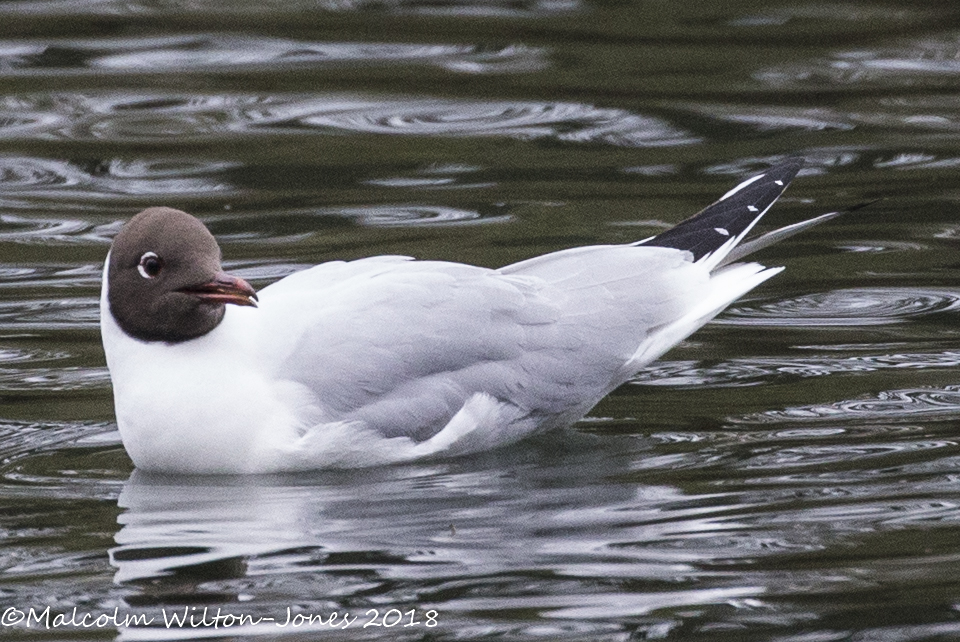 Black-headed Gull