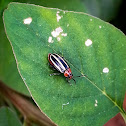 Three Lined Potato Beetle