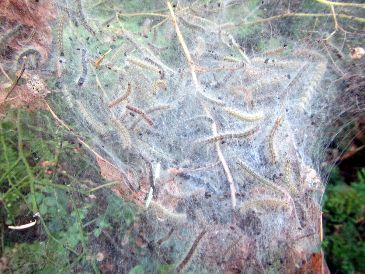 Western tent caterpillars