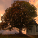 The house under the tree