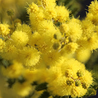 Giallo mimosa di 