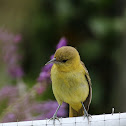 Orchard Oriole  (female)