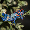 Rainbow Grasshopper