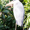 Grey Heron