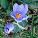 Hairy Crocus