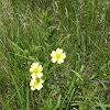 Common Cinquefoil