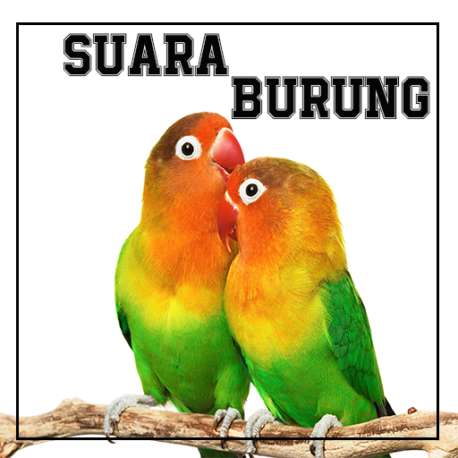 Suara Burung Kicau Apl Di Google Play