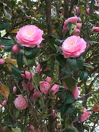 花子さんが出た