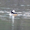 Hooded Merganser