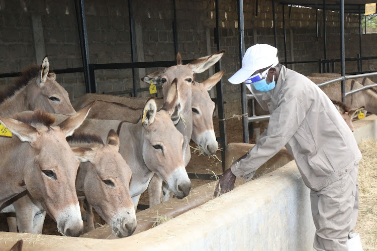 Donkeys feeding at Goldox Kenya Limited breeding farm in Mogotio, Baringo county..