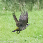 Green Woodpecker