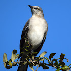 Northern Mockingbird