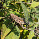 Differential Grasshopper