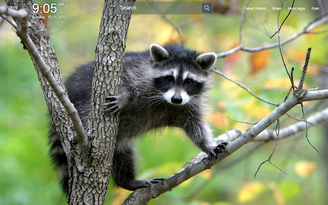 Raccoons Wallpapers Theme New Tab