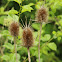 Common Teasel