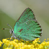 Sheridan's Green Hairstreak