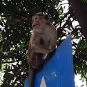 Toque macaque