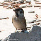 Tree Sparrow