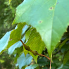 Grape Tumid Gallmaker Midge Galls