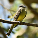 Tropical Kingbird