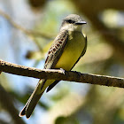 Tropical Kingbird