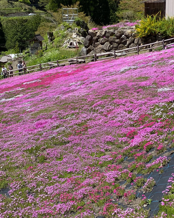 の投稿画像3枚目