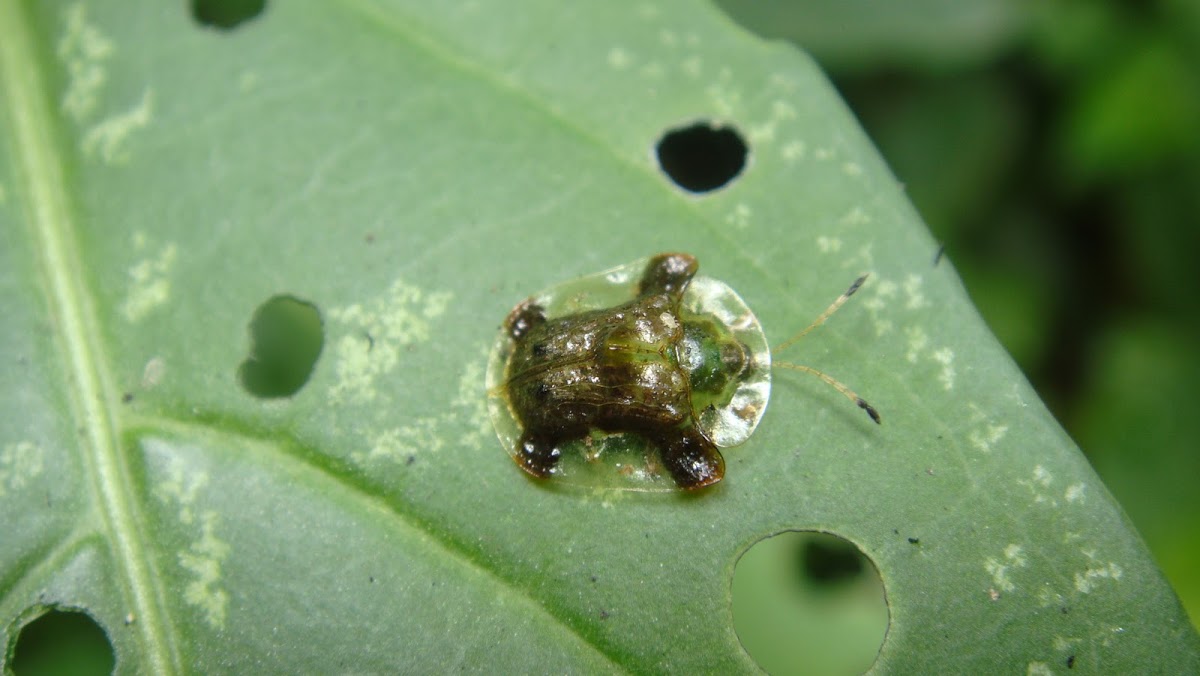 Escarabajo tortuga