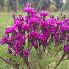 Ironweed