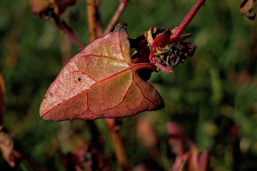 Atriplex prostrata