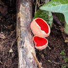 The scarlet elf cup