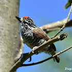 White-barred Piculet