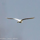 Little Egret; Garceta Común