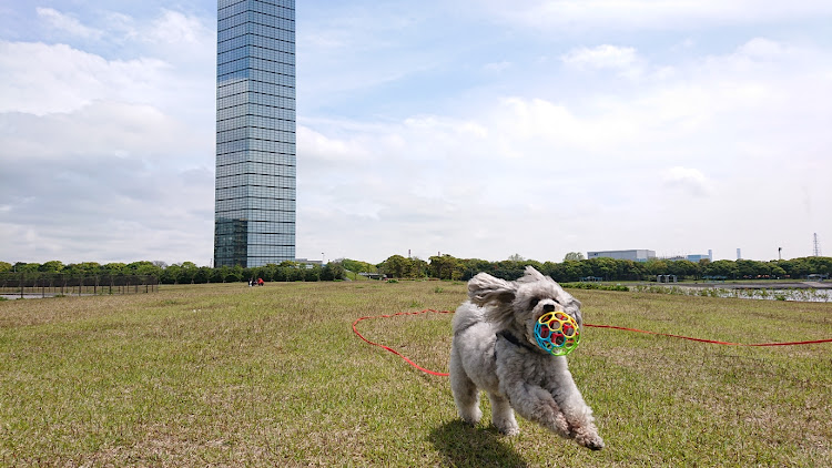 レガシィツーリングワゴンのレガシィ・ドライブ・犬・公園・海に関するカスタム事例の投稿画像5枚目