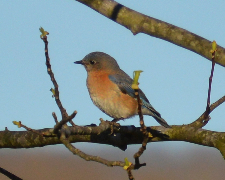 Eastern bluebird