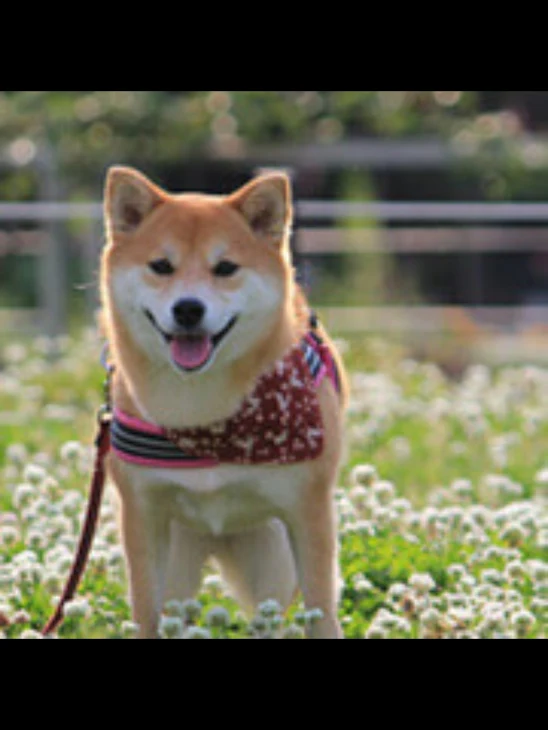 「愛犬の死」のメインビジュアル