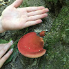 Beefsteak Fungus